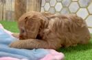 Cavapoo Puppy for Adoption