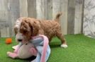 Adorable Irish Poodle Poodle Mix Puppy