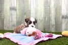 Teddy Bear Pup Being Cute