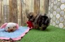 Meet Kevin - our Pomeranian Puppy Video
