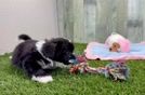 Aussiechon Pup Being Cute