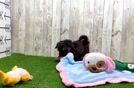 Smart Havapoo Poodle Mix Pup