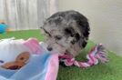 Morkie Pup Being Cute
