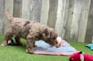 Mini Labradoodle Puppy for Adoption