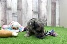 Best Yorkie Poo Baby