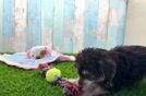 Morkie Pup Being Cute