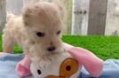 Popular Maltipoo Poodle Mix Pup