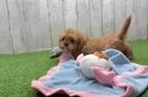 Adorable Cavalier King Charles Spaniel and Poodle Mix Poodle Mix Puppy