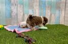 Havapoo Pup Being Cute