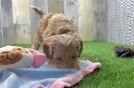 Best Cockapoo Baby