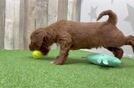 Energetic Irish Setterpoo Poodle Mix Puppy