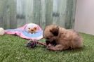 Funny Maltipoo Poodle Mix Pup