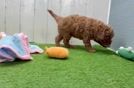 Meet Polaris - our Cavapoo Puppy Video
