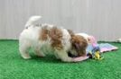 Energetic Shih Poo Poodle Mix Puppy