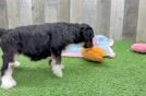 Hypoallergenic Mini Bernesedoodle Poodle Mix Puppy
