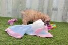 Poodle Puppy for Adoption