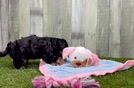 Energetic Cavoodle Poodle Mix Puppy