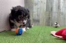 Happy Aussiechon Baby