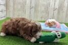 Cavapoo Pup Being Cute