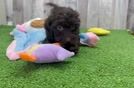 Meet Alejandro - our Havapoo Puppy Video