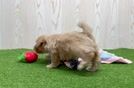 Fluffy Maltipoo Poodle Mix Pup