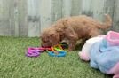 Cavapoo Pup Being Cute
