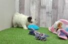 Energetic Havadoodle Poodle Mix Puppy