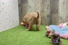 Meet Pumpkin - our Cavapoo Puppy Video