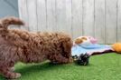 Energetic Cavoodle Poodle Mix Puppy