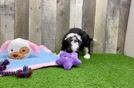 Mini Bernedoodle Puppy for Adoption