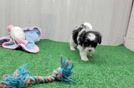 Shih Poo Puppy for Adoption