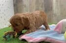 Cavapoo Puppy for Adoption