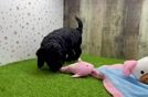 Meet Emjay - our Mini Goldendoodle Puppy Video