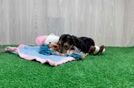 Best Yorkie Poo Baby