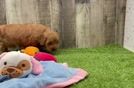 Meet Adora - our Mini Goldendoodle Puppy Video