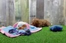Funny Maltipoo Poodle Mix Pup