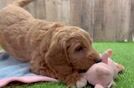 Little Mini Goldenpoo Poodle Mix Puppy