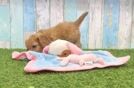 Smart Cavapoo Poodle Mix Pup