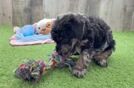 Poodle Puppy for Adoption