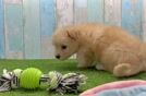 Popular Mini Pomskydoodle Poodle Mix Pup