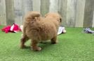 Small Mini Goldendoodle Baby