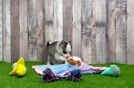 Meet Amaretto - our Pomsky Puppy Video