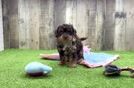 Energetic Cavoodle Poodle Mix Puppy