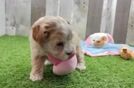 Funny Maltipoo Poodle Mix Pup