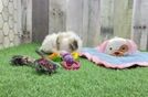 Meet Harlyn - our Teddy Bear Puppy Video