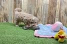 Maltipoo Puppy for Adoption