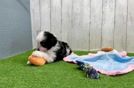 Funny Mini Aussiedoodle Poodle Mix Pup