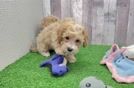 Poochon Puppy for Adoption