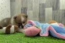 Petite Pom Pom Purebred Puppy