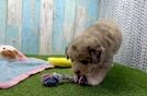 Mini Huskydoodle Puppy for Adoption